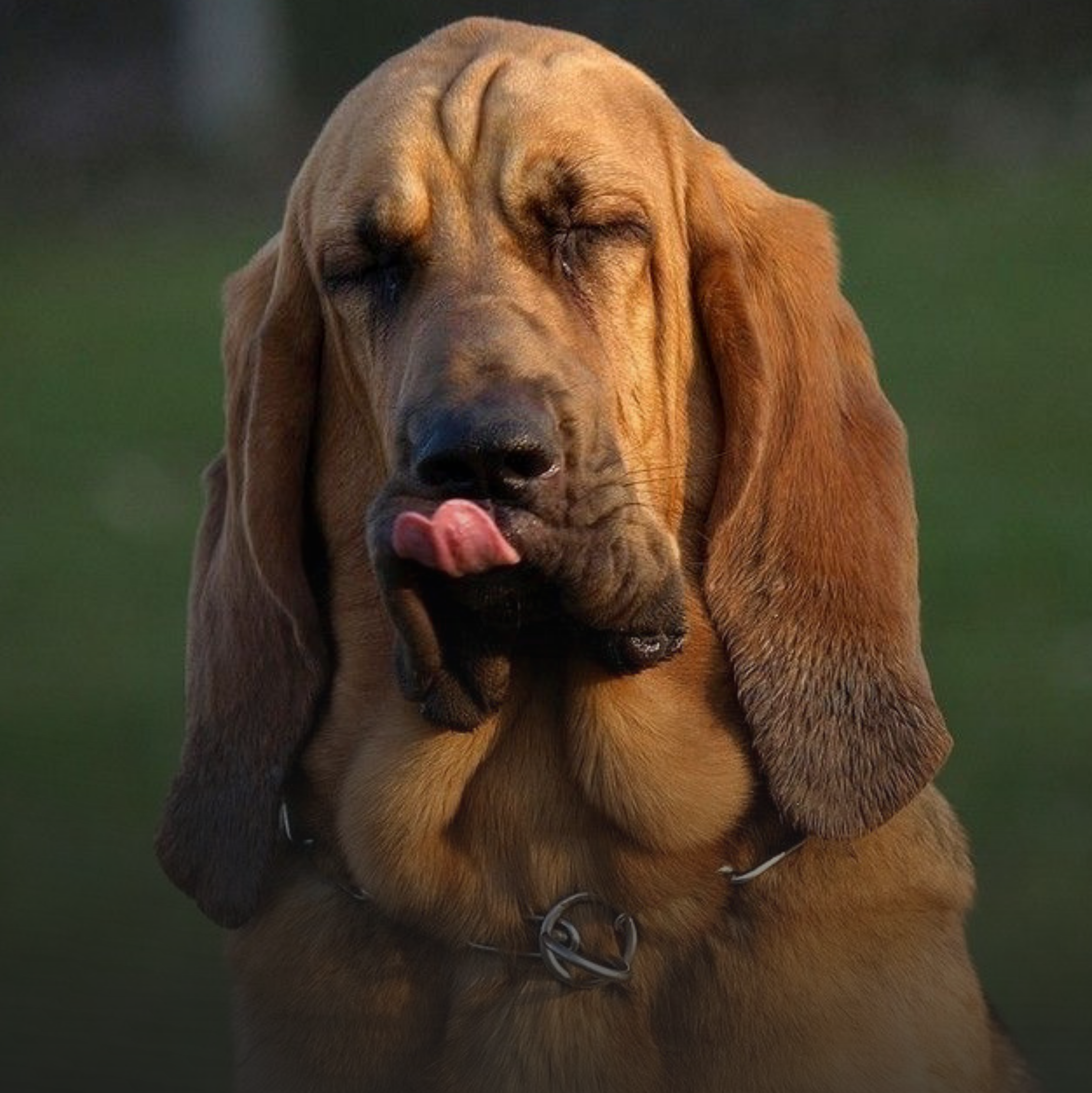Natürliche Hundesnacks als Belohnung und Unterstützung im Alltag