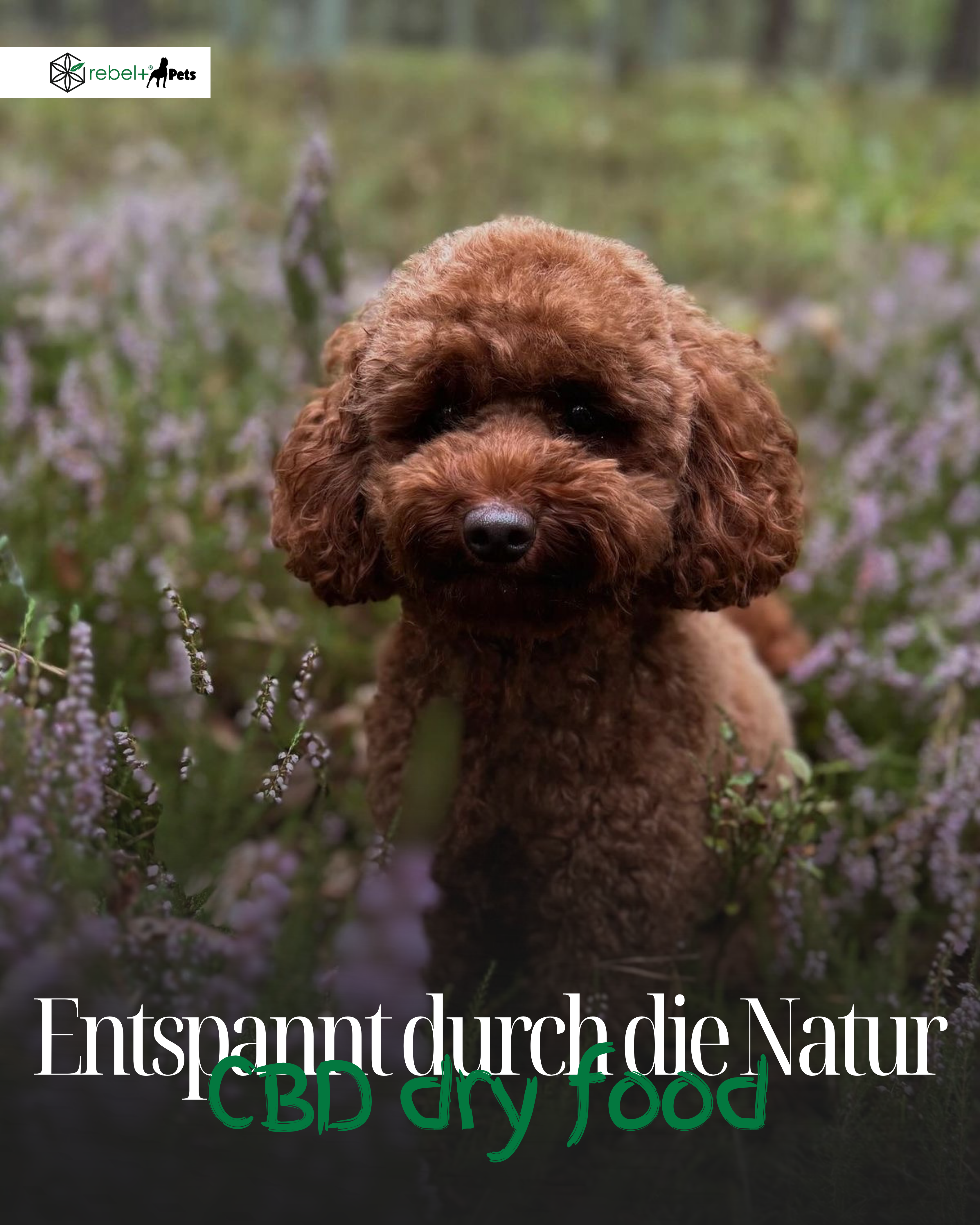 Balance Super Mini (sehr kleine Hunde) - Premium Hundetrockenfutter mit CBD | 3kg.